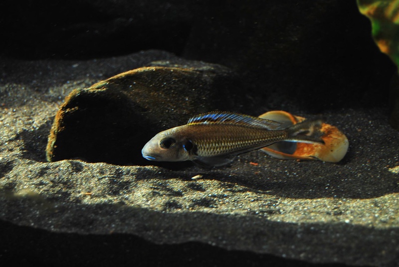 Xenotilapia bathyphilus 'Congo'